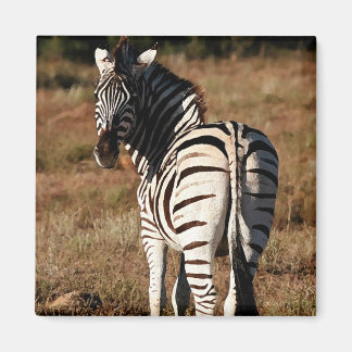 Zebra bakom magnet