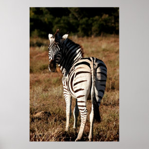 Zebra bakom målning poster