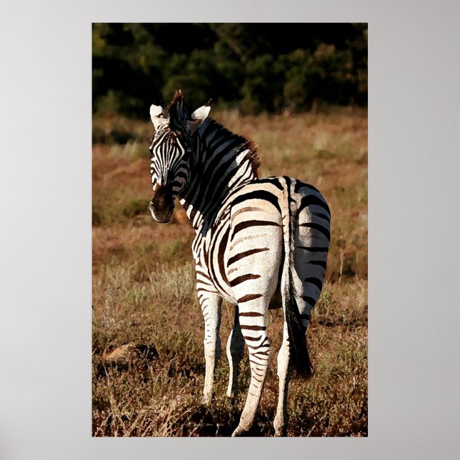 Zebra bakom målning poster (Framsidan)