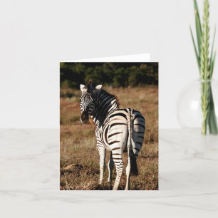 Zebra bakom redigerbart hälsningskort kort