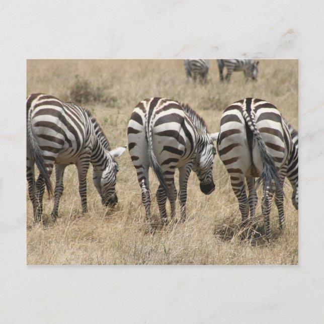 zebra behins vykort (Framsida)