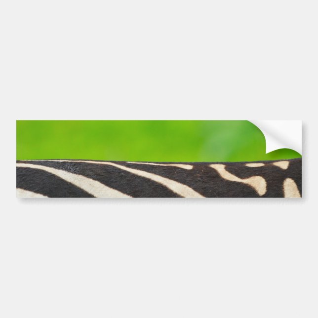 Zebra Bildekal (Framsidan)