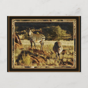 Zebra, Birchells jägersafari-vykort Vykort