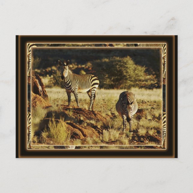 Zebra, Birchells jägersafari-vykort Vykort (Framsida)