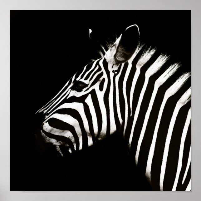 Zebra Black and White Rand Animal Poster (Framsidan)