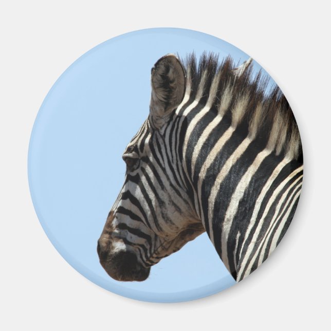zebra blått magnet (Framsidan)