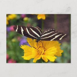 Zebra Butterfly Beauty Vykort