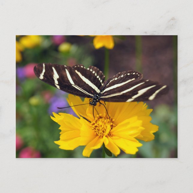 Zebra Butterfly Beauty Vykort (Framsida)
