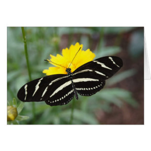 Zebra Butterfly OBS Kort