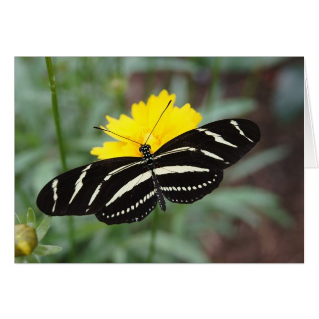 Zebra Butterfly OBS Kort (Framsidan Horizontal)