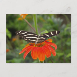 Zebra butterfly Postcard Vykort