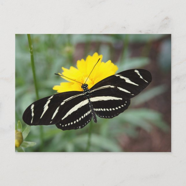 Zebra Butterfly Vykort (Framsida)