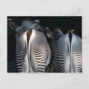 Zebra Butts Funny Wildlife Vykort