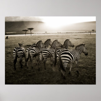 Zebra Dawn Poster