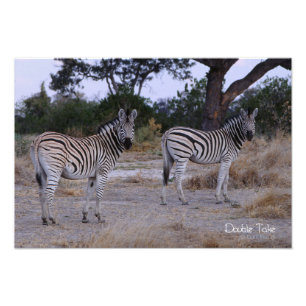 Zebra Dubbla Ta foto