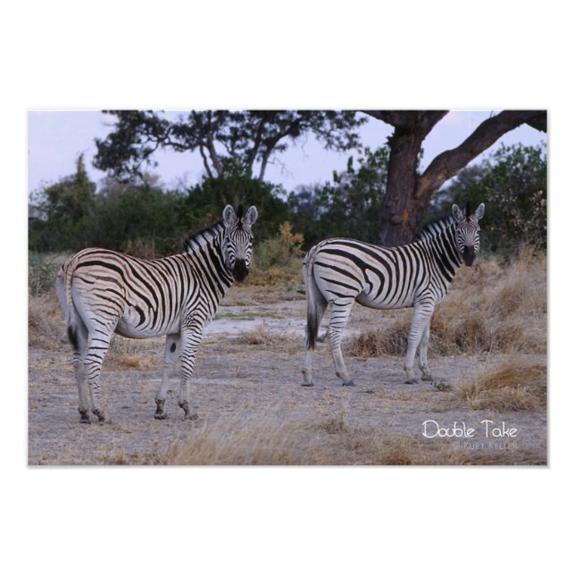 Zebra Dubbla Ta foto (Framsidan)