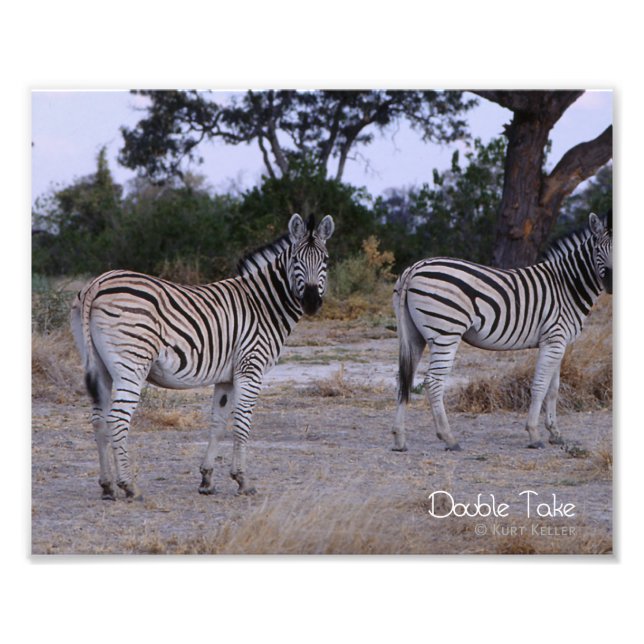 Zebra Dubbla Ta foto (Framsidan)
