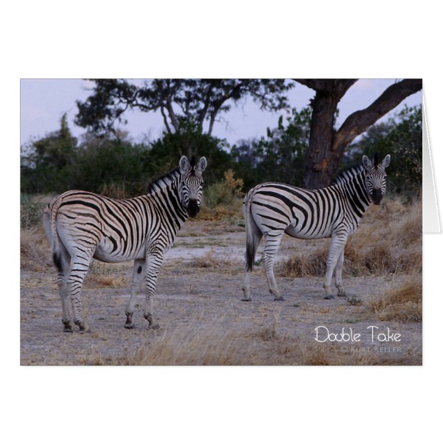 Zebra Dubbla Ta foto Hälsningskort (Framsidan Horizontal)