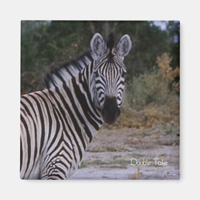 Zebra Dubbla Ta foto Magnet (Framsidan)