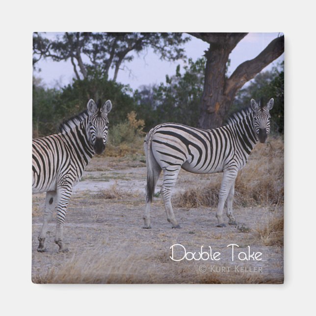 Zebra Dubbla Ta foto Magnet (Framsidan)