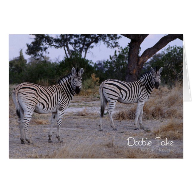 Zebra Dubbla Ta foto OBS Kort (Framsidan Horizontal)