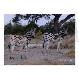 Zebra Dubbla Ta foto OBS Kort