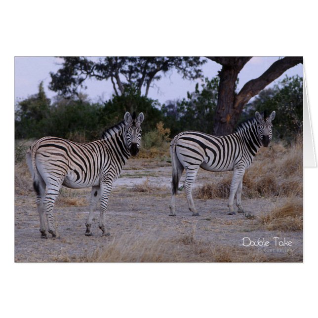 Zebra Dubbla Ta foto OBS Kort (Framsidan Horizontal)