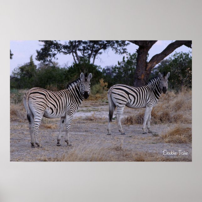 Zebra Dubbla Ta foto Poster (Framsidan)