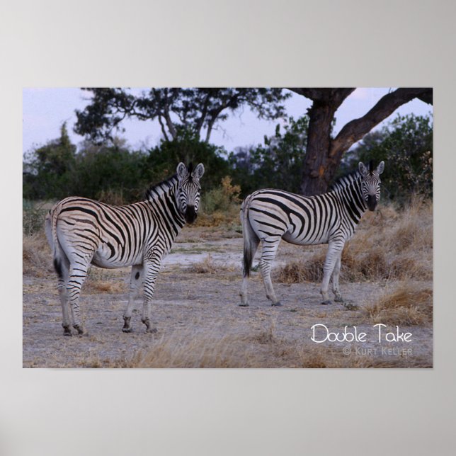 Zebra Dubbla Ta foto Poster (Framsidan)