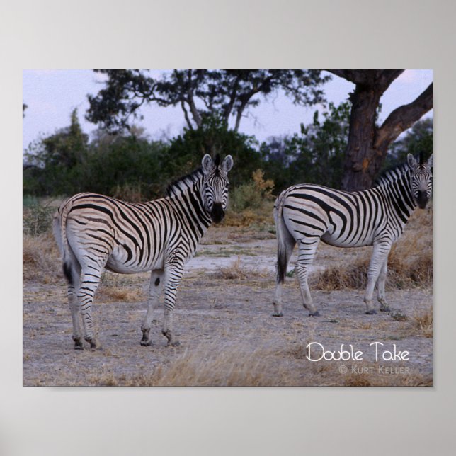 Zebra Dubbla Ta foto Poster (Framsidan)