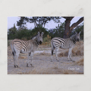 Zebra Dubbla Ta foto Vykort