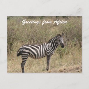 zebra-ensam vykort