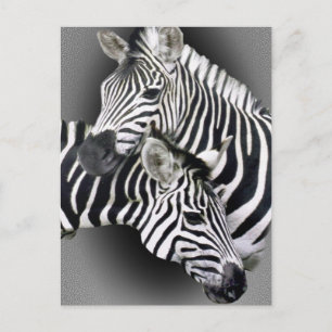 Zebra Entwining-gåvor Vykort