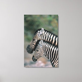 Zebra (Equus burchelli), Etosha National Park Canvastryck