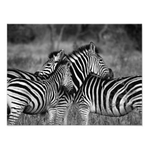 Zebra-familjen Fototryck