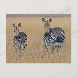 Zebra-familjen i African Savanna Photo Vykort