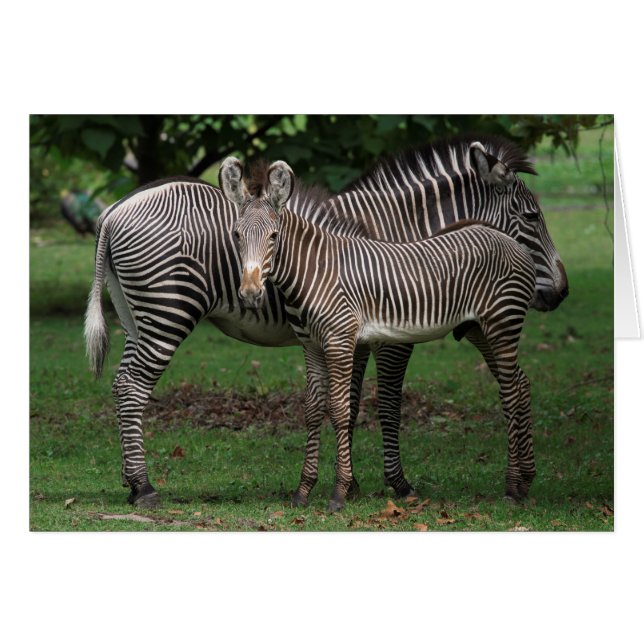 Zebra-familjen OBS Kort (Framsidan Horizontal)