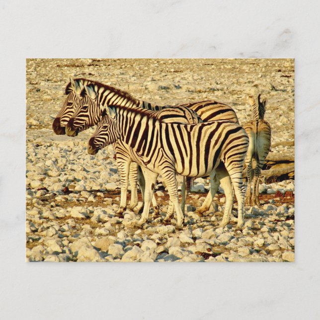 zebra-familjen vykort (Framsida)