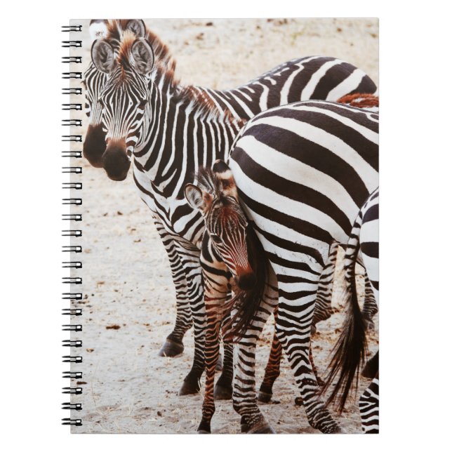 ZEBRA FAMILY ANTECKNINGSBOK (Framsidan)