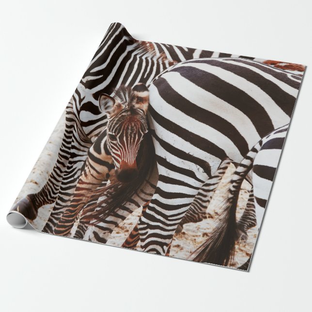 ZEBRA FAMILY PRESENTPAPPER (Utrullad)