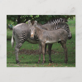 Zebra Family Vykort