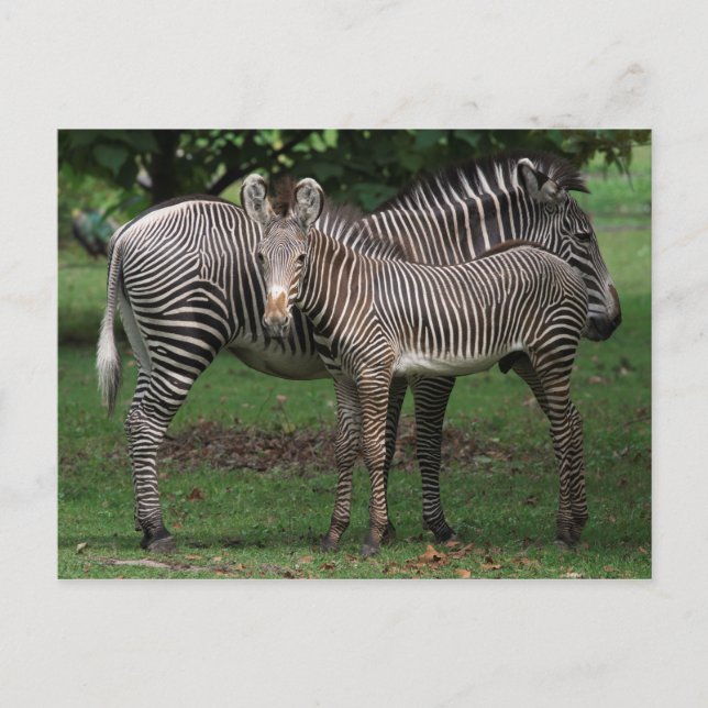 Zebra Family Vykort (Framsida)