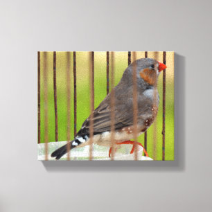 Zebra Finch Bird i Cage Canvastryck