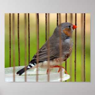 Zebra Finch Bird i Cage Poster