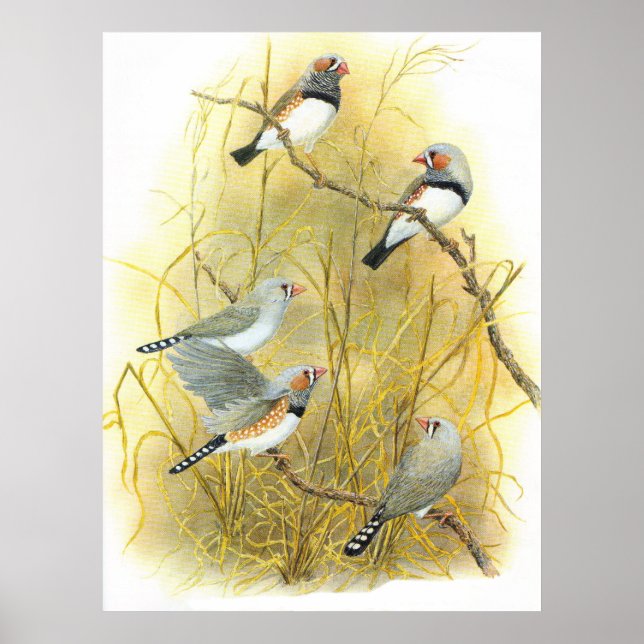 Zebra Finch Group - Taeniopygia guttata Poster (Framsidan)