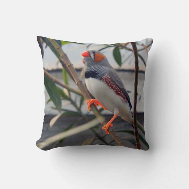 Zebra Finch Kudde (Framsida)