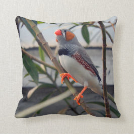 Zebra Finch Kudde