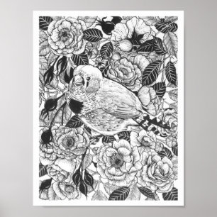Zebra finch och ro bush bläck teckning poster