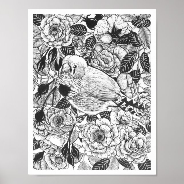 Zebra finch och ro bush bläck teckning poster (Framsidan)