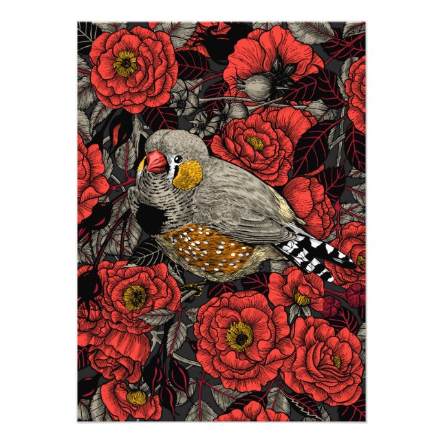 Zebra finch och röd ros bush fototryck (Framsidan)